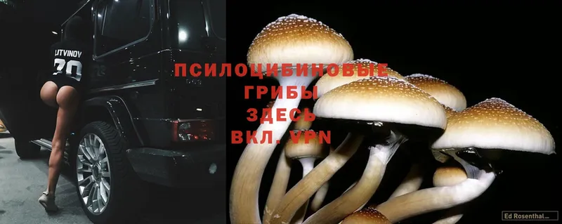 omg рабочий сайт  Невельск  Галлюциногенные грибы Psilocybe 